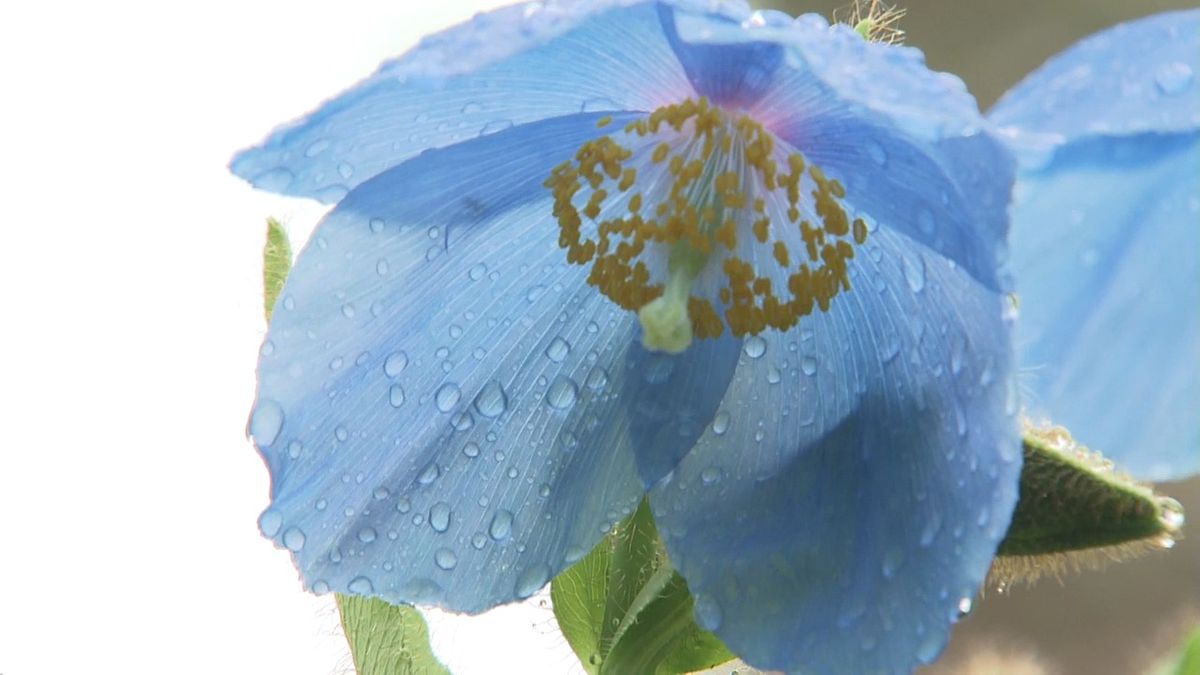「幻の花」メコノプシスが開花 青い花びら鮮やかに 清里の清泉寮で6月1日から公開 山梨・北杜市 