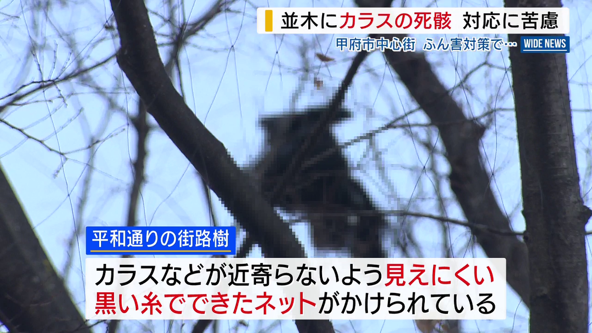 「当然、不衛生です」 市街地の並木にカラスの死骸 ふん害対策のネットにからまる 行政は対応に苦慮 山梨・甲府市(2025年12月16日掲載 ...