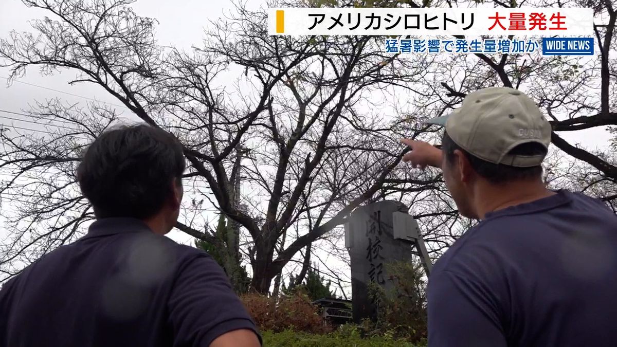 アメリカシロヒトリ大量発生 今夏の猛暑が影響か 駆除依頼の小学校も 山梨