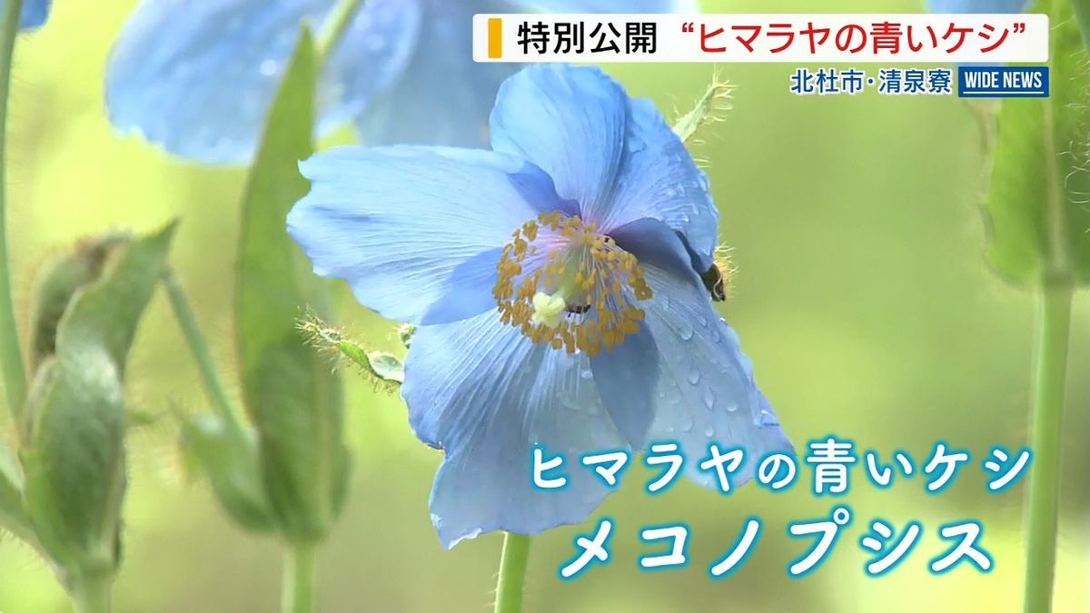 海の色と似てきれい」幻の花“ヒマラヤの青いケシ”の一般公開始まる