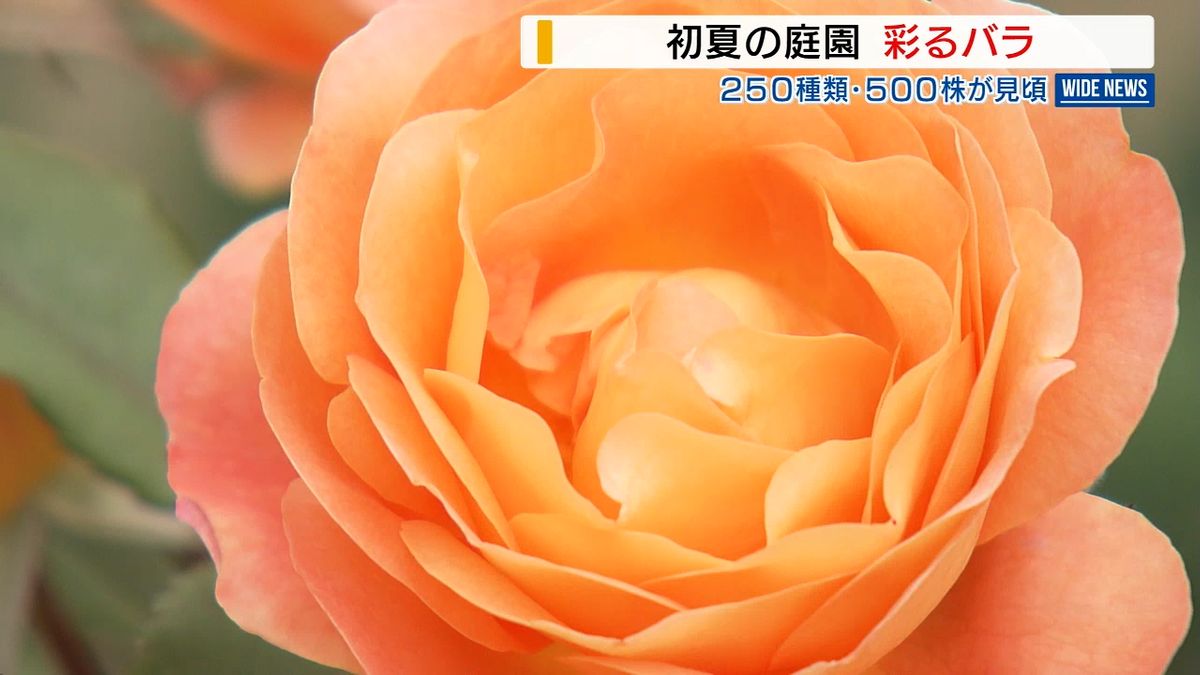 甘く華やかな香り… 初夏を彩る庭園のバラ500株が見頃  コンクール受賞の新品種も 山梨・甲州市