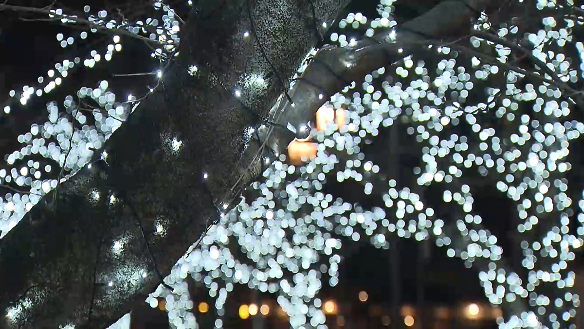 55万球のLEDが冬の夜彩る 石和温泉郷に輝く桜並木 「光の富士山」も