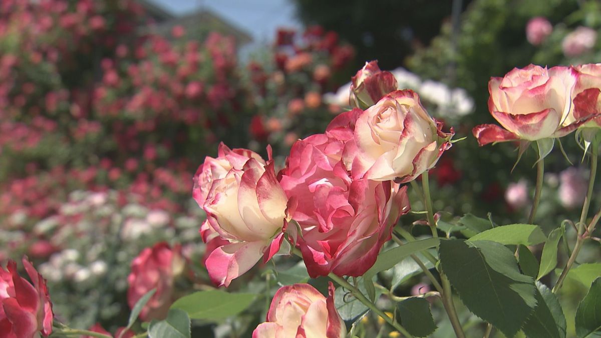 “竹下さんち”のバラ園見頃 夫婦の愛情注いだ約400本満開 一般開放も 山梨県