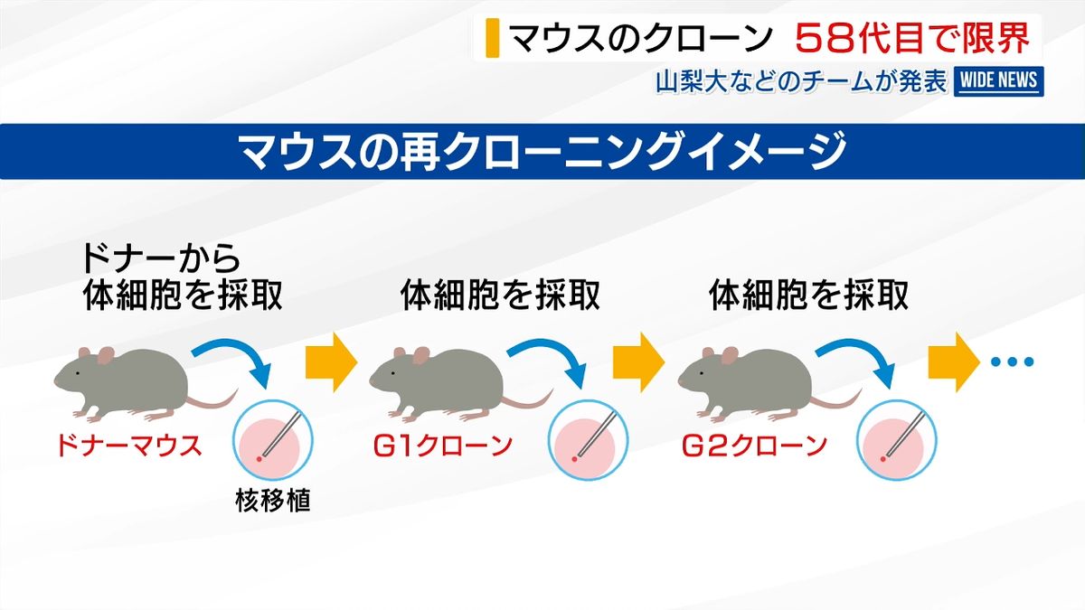 クローンは「58世代目で限界」 山梨大チームなどが発表 「ルパン三世の映画は本当だった」 山梨（2026年3月25日掲載）｜YBS NEWS NNN