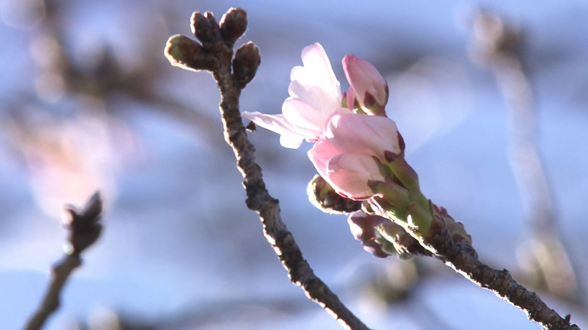 甲府で桜開花 平年より４日遅く