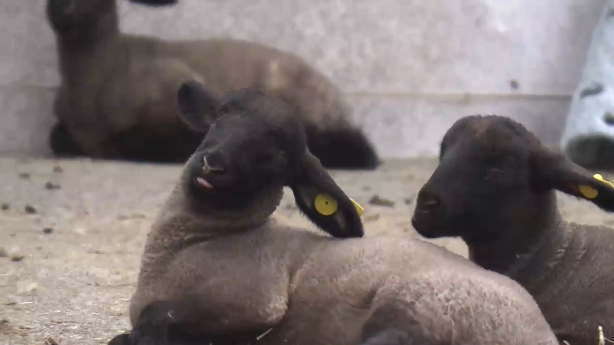 八ケ岳牧場でヒツジ赤ちゃんが22匹誕生