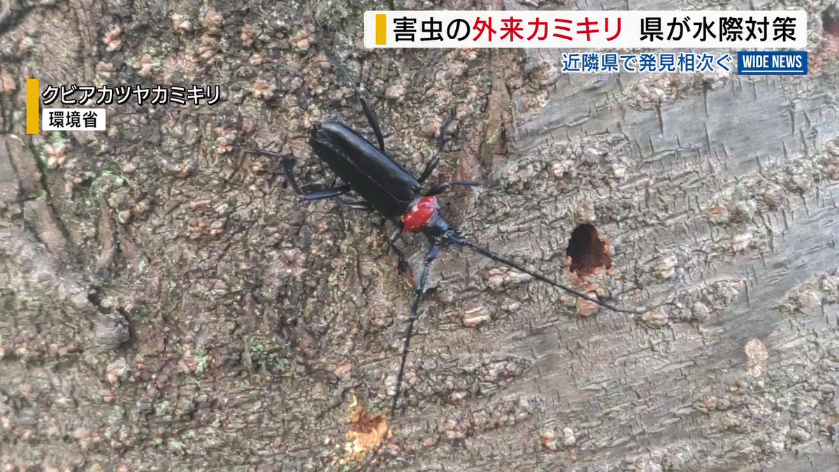 害虫“クビアカ” 近隣県で相次ぎ発見 モモなど食い荒らすカミキリ 県が