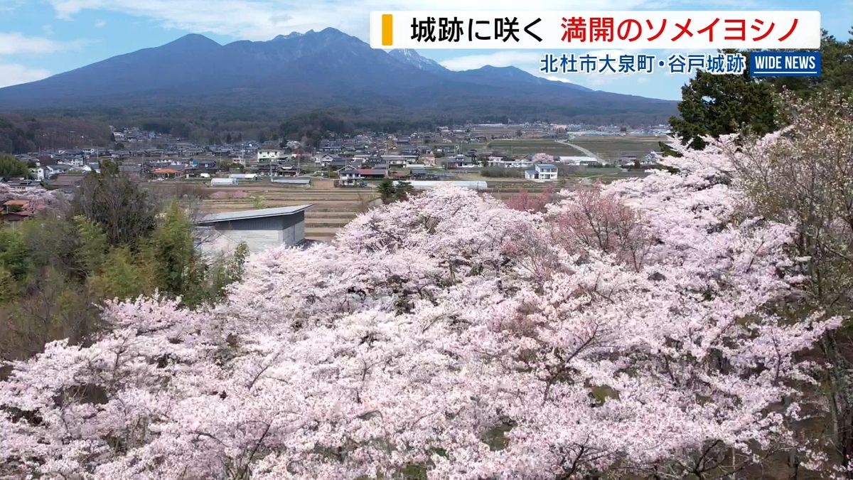桜越しの絶景も 国史跡「谷戸城跡」のソメイヨシノが満開 山梨・北杜市
