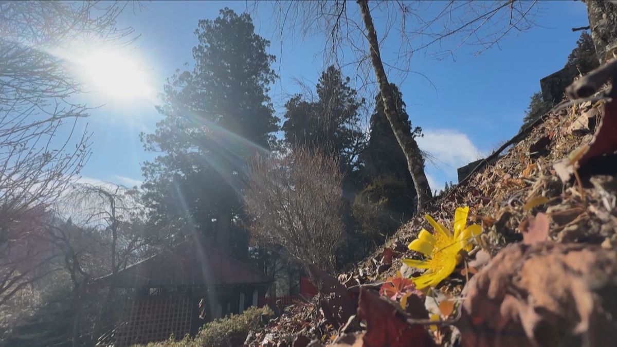 「大寒」なのに寒さ緩む 県内は3月の陽気に 神社境内に春呼ぶ“黄色い花”も 山梨