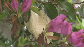 木の枝に付いた「白い泡」希少とも言われる“かたまり”の正体は？山中湖畔のホテル 