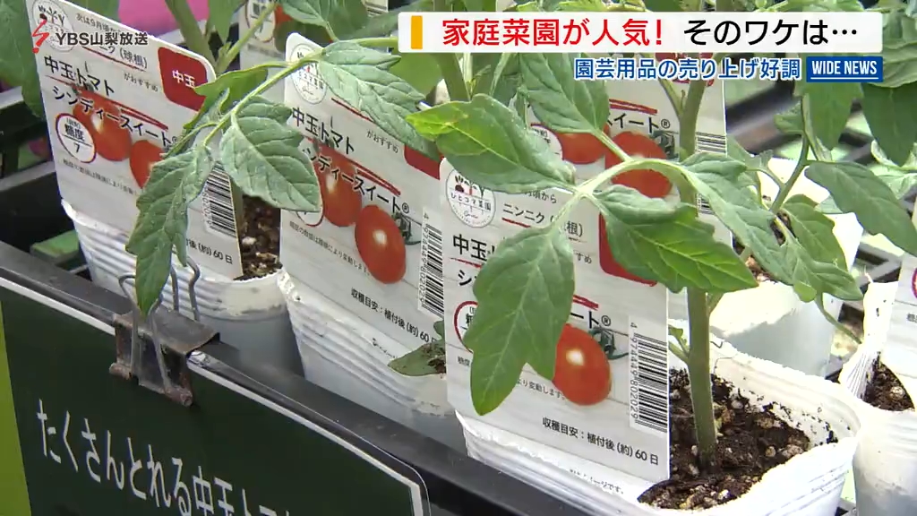 GW前に家庭菜園が人気！園芸用品の売り上げが2割増の店舗も そのワケは