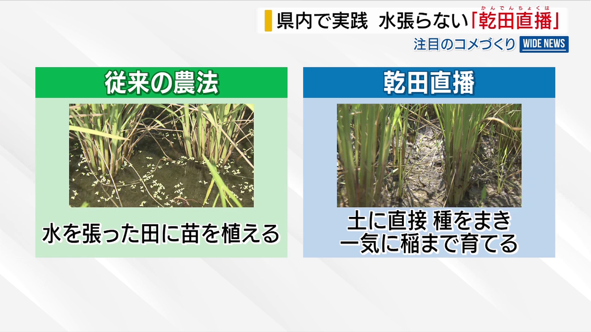 水を張らない「乾田直播」 県内でも実践 注目のコメづくり 省力化が