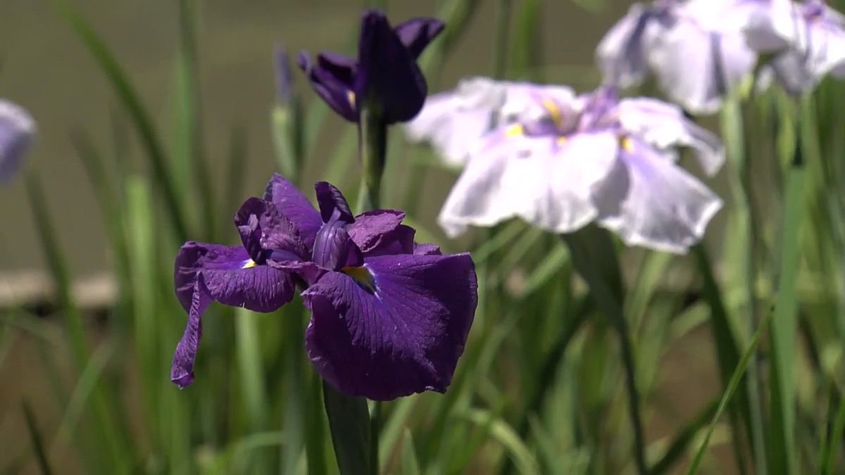 初夏を彩る涼やかな“紫” ハナショウブ1100本が見頃  甲府・芸術の森公園 山梨県
