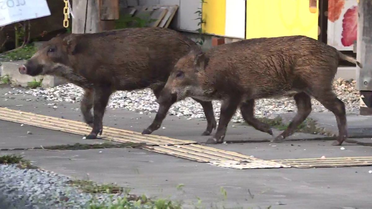 「怖い…」温泉街を我が物顔でイノシシがかっ歩 現場は一時騒然 山梨県