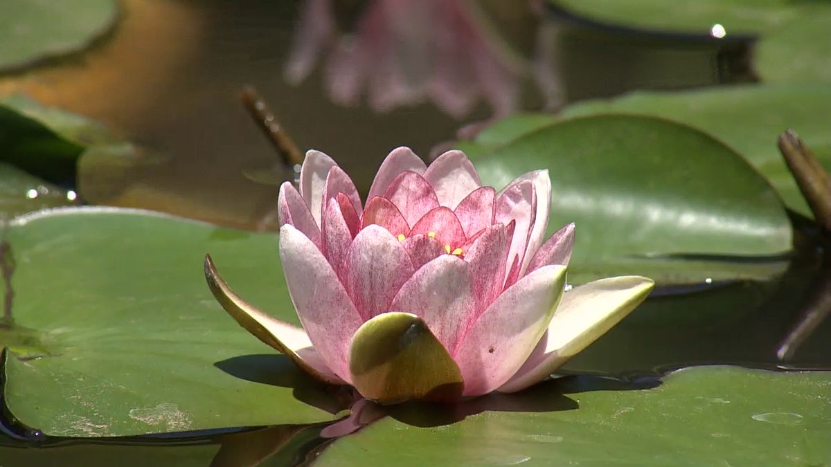 色鮮やかに大輪の花 桂林寺でスイレン見ごろ 静かな境内を彩る 山梨・都留市