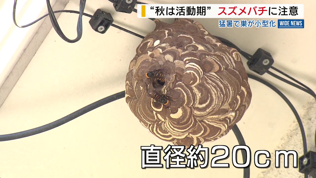 秋は活動期” スズメバチに注意 猛暑で巣が小型化➡気付かずに刺激して