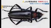 伝統工芸　甲州水晶貴石細工　田中保晴作　五輪塔　証明書付　M　R8393 水晶彫刻で法隆寺五重塔を再現 高さ1.6メートルの大作 「甲府の活性化