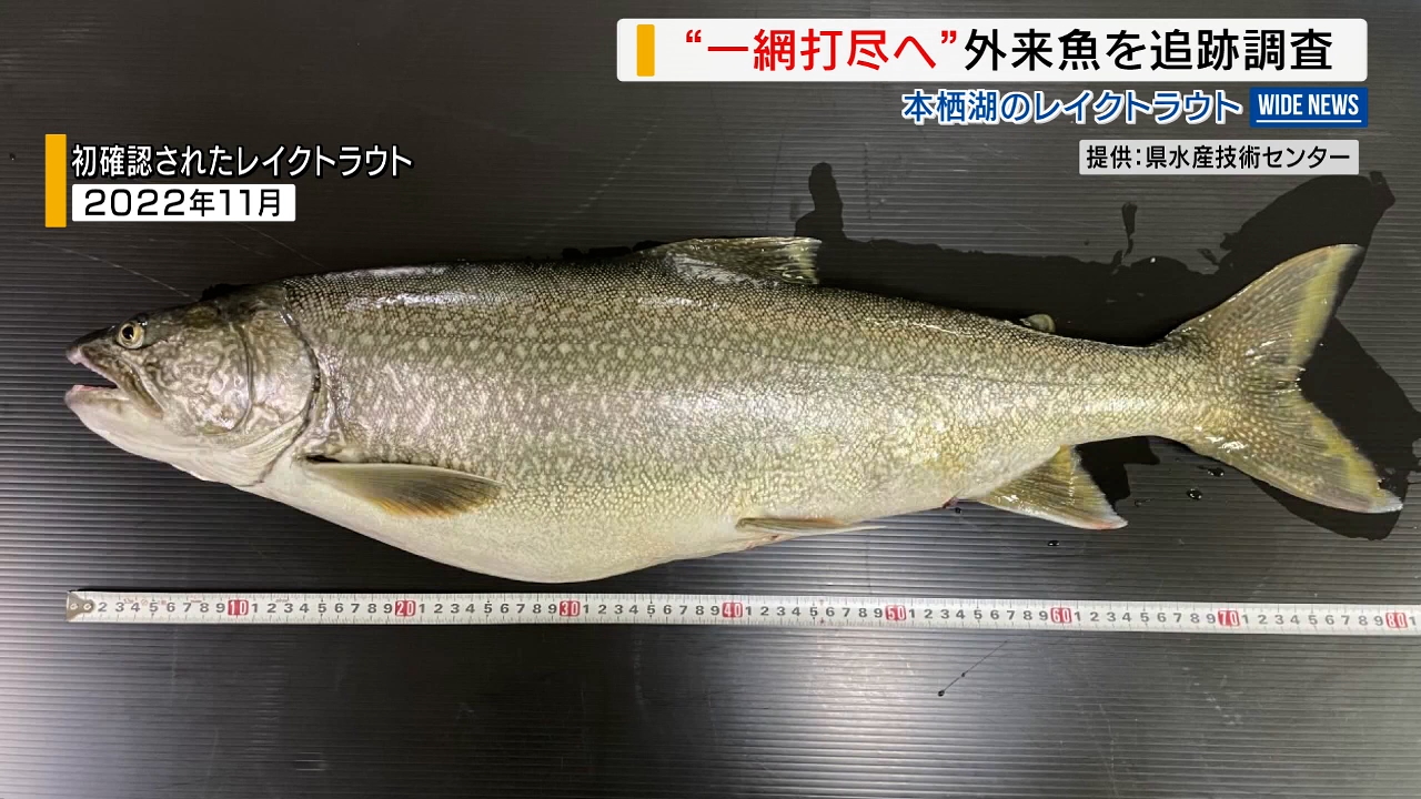 釣り客激減 「レイクトラウト」駆除へ 本栖湖で追跡調査 山梨県 （2024
