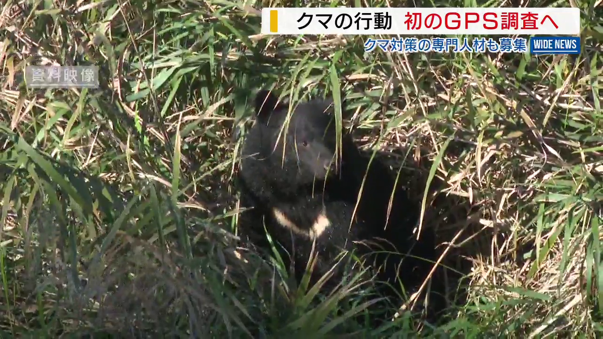 クマにGPS装着 県が初の生態調査へ 専門人材の募集も開始 県内では2月