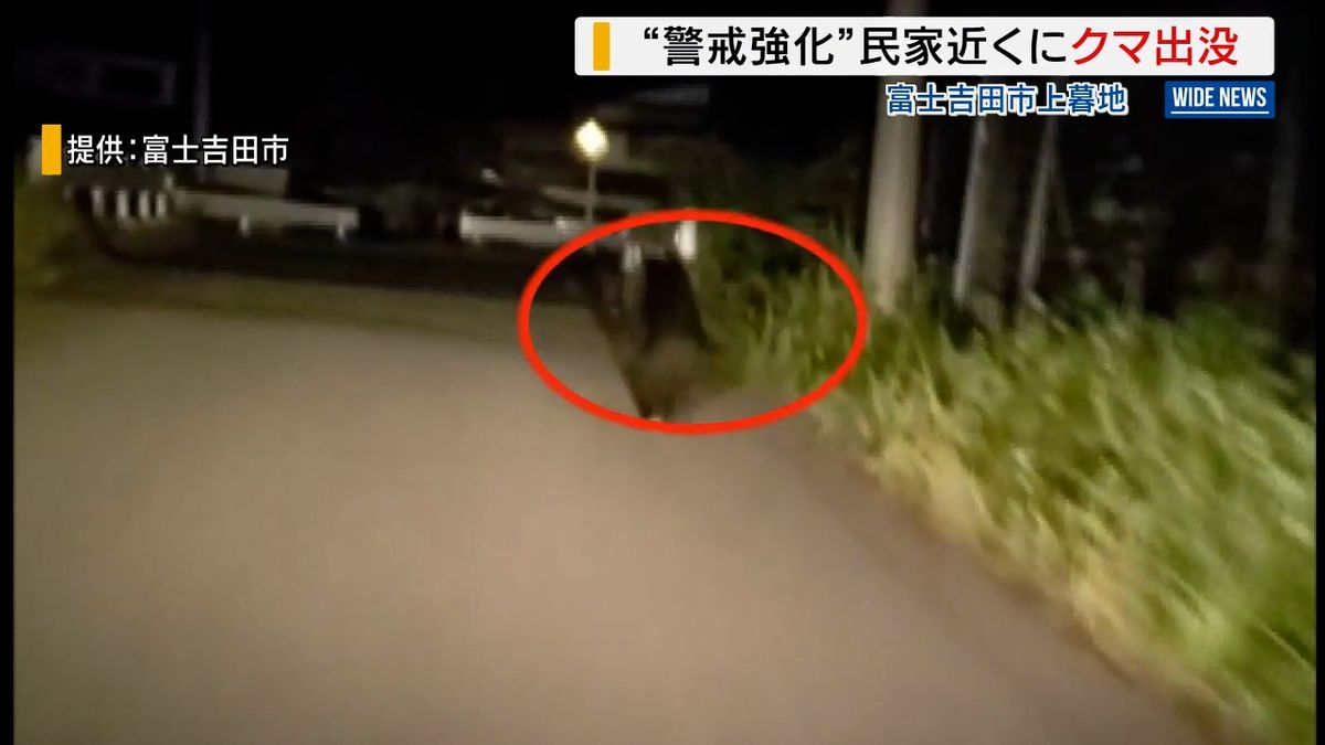 車の前を勢いよく走るクマ…カメラに 体長1メートル超 市街地に出没 山梨・富士吉田市