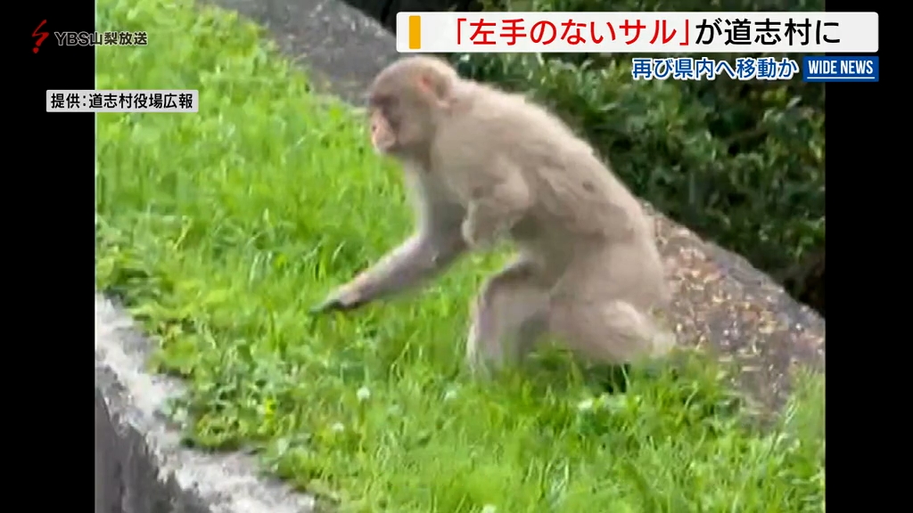 こんなところに…驚き」“左手のないサル”が再び県内へ 道志村で目撃