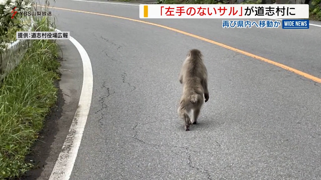 こんなところに…驚き」“左手のないサル”が再び県内へ 道志村で目撃