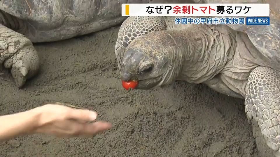 なぜ？休園中の動物園が余剰トマト募る 動物も「食生活を見直し」今では大好物に 山梨・甲府市