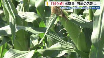 特産スイートコーンがピンチ 「甘々娘」出荷量が7割減 ふるさと納税にも影響 山梨・市川三郷町