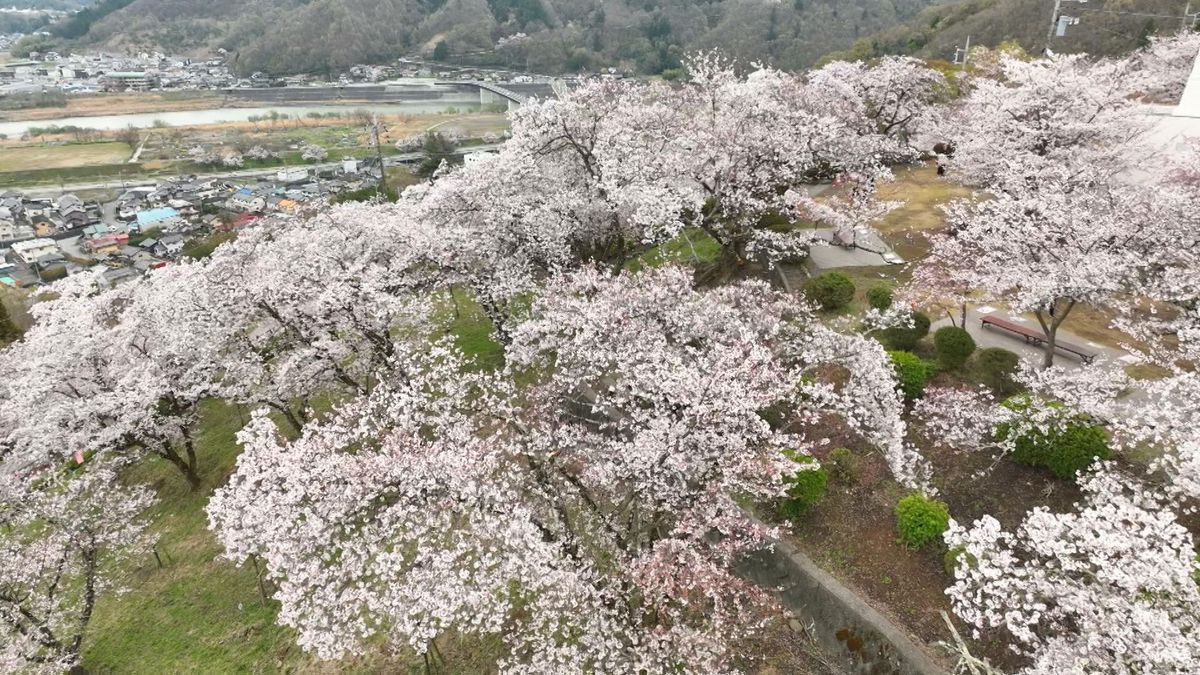 富士川・大法師公園 ソメイヨシノ2000本が見ごろ 県内有数の桜の名所 山梨県