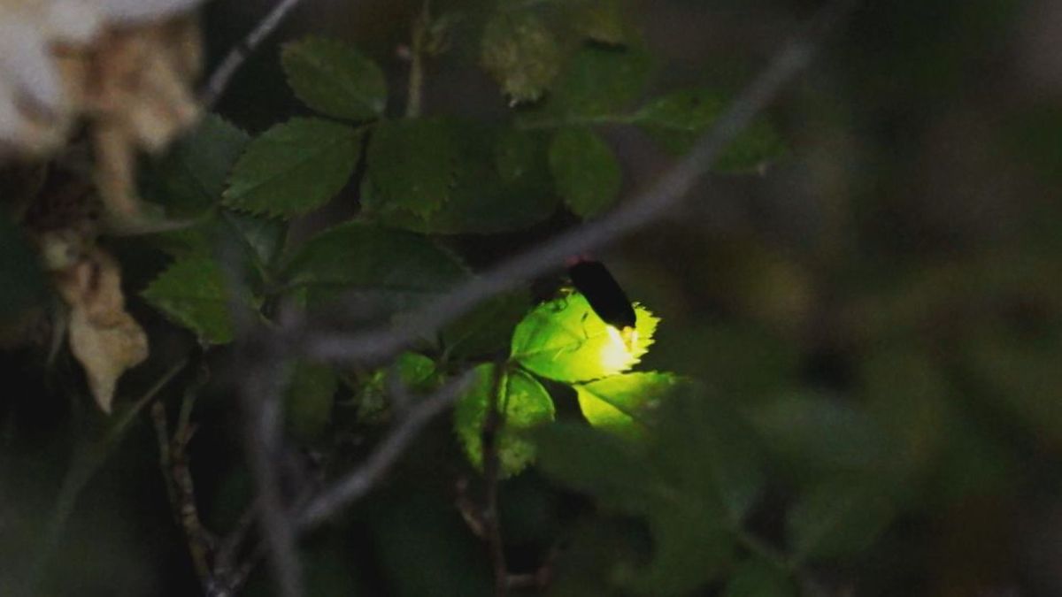 初夏の風物詩 幻想的にホタル舞う 甲府の藤川  NPOが環境整え 山梨県