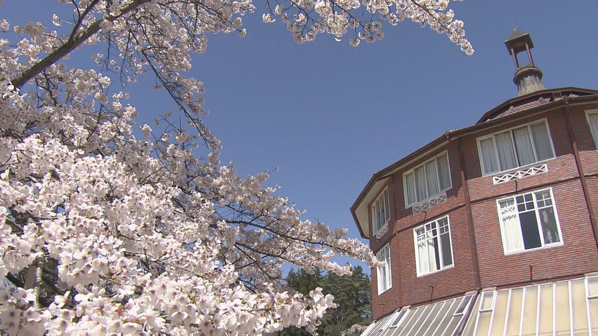 ちょうど100年前に植樹したサクラ   芸術的な建築物と競演 山梨・北杜市