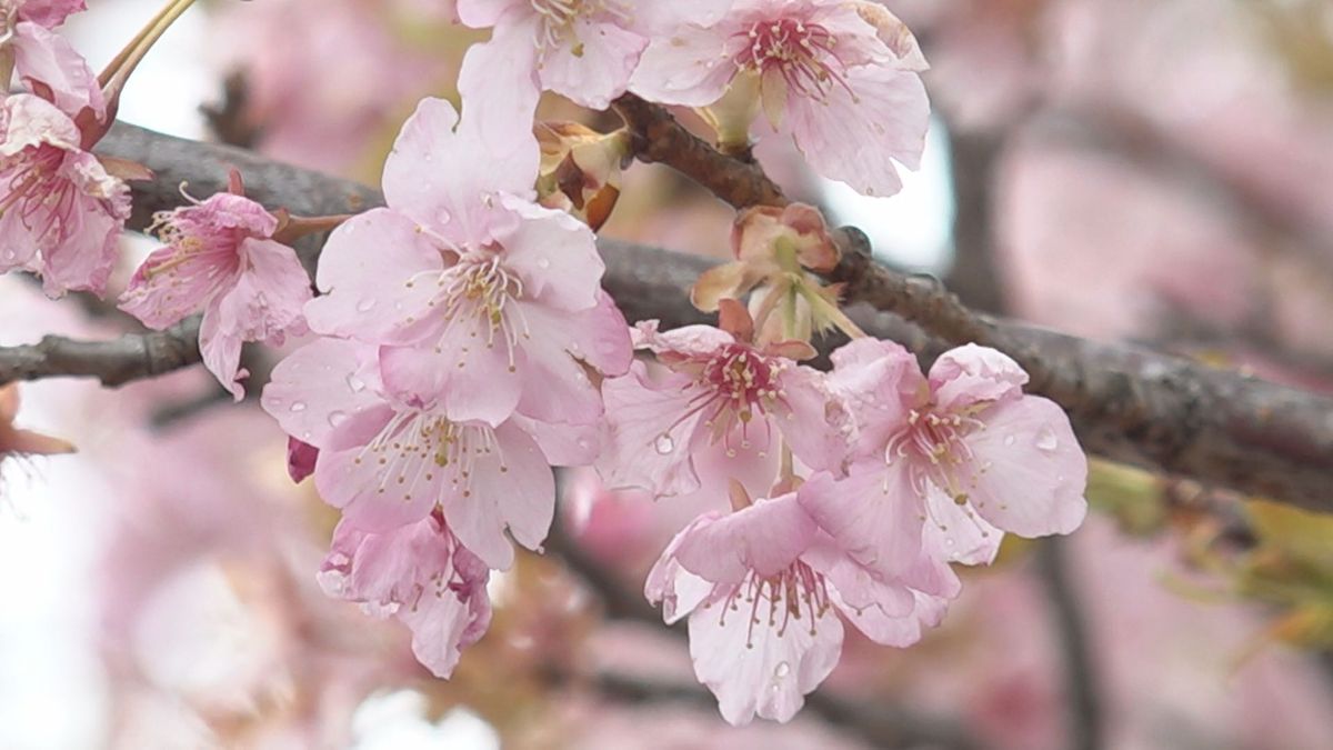 甲州市で桜の季節を楽しむ催し 山梨