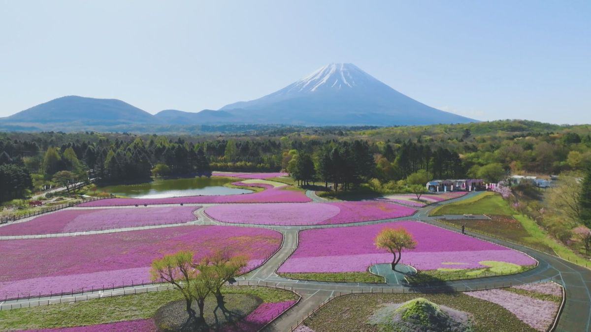 富士山麓で50万株のシバザクラ満開 ピンク色の絶景広がる 山梨・富士河口湖町