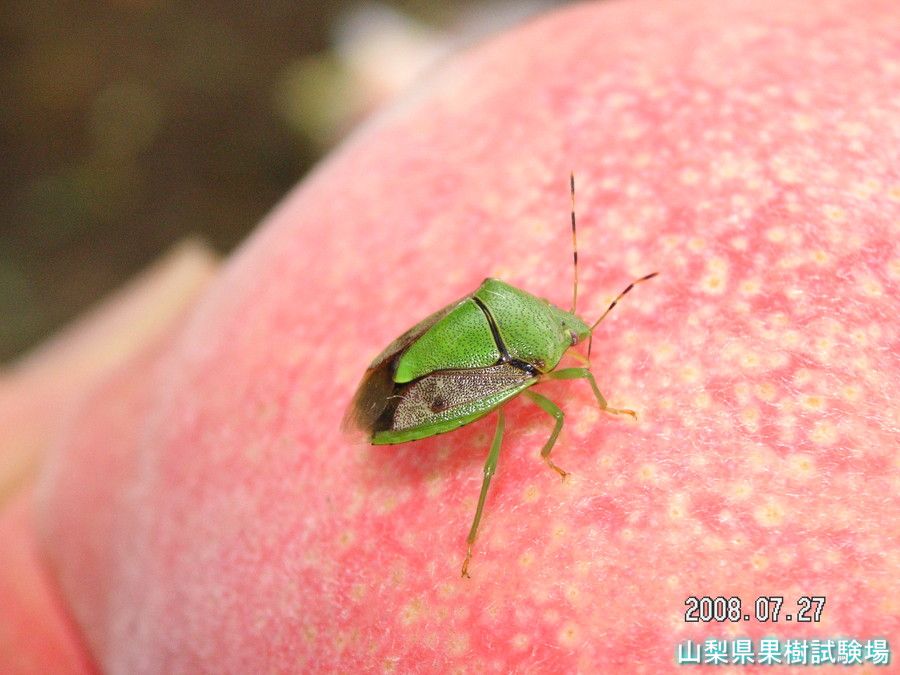 カメムシ大量発生で注意報 平年の3～6倍 モモやブドウに被害の恐れ 山梨県