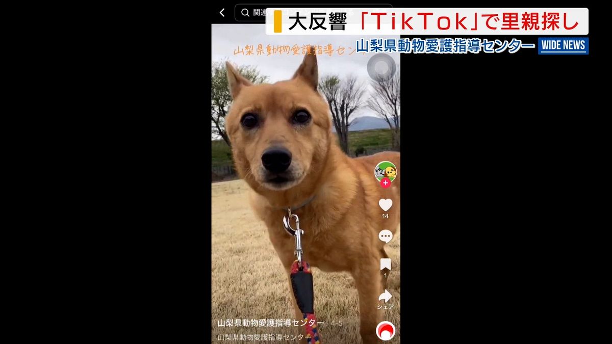 「TikTok」活用が効果？犬猫“里親”相次ぎ見つかる 動物愛護指導センター 山梨県