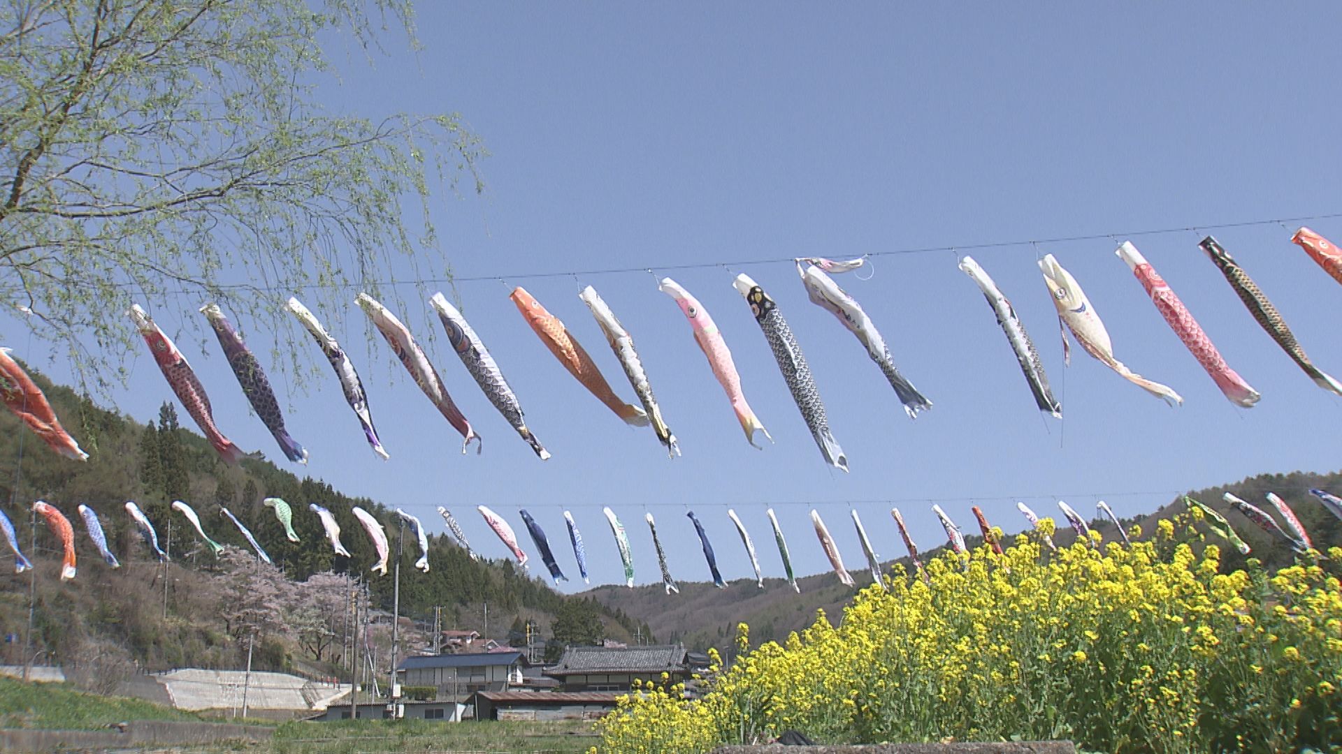 圧巻のひとこと」道の駅にこいのぼり400匹 風に揺られ優雅に泳ぐ 山梨
