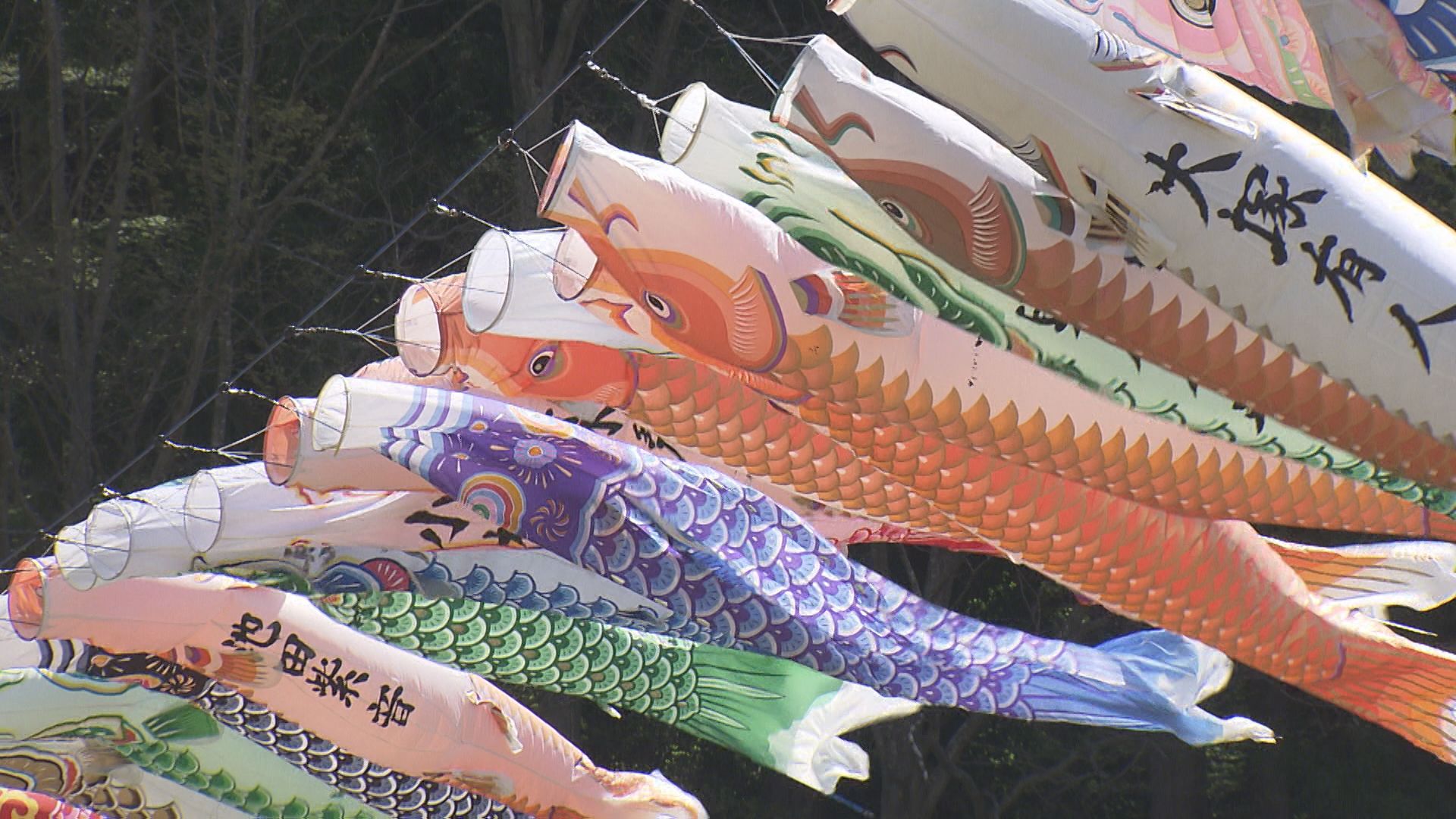 圧巻のひとこと」道の駅にこいのぼり400匹 風に揺られ優雅に泳ぐ 山梨