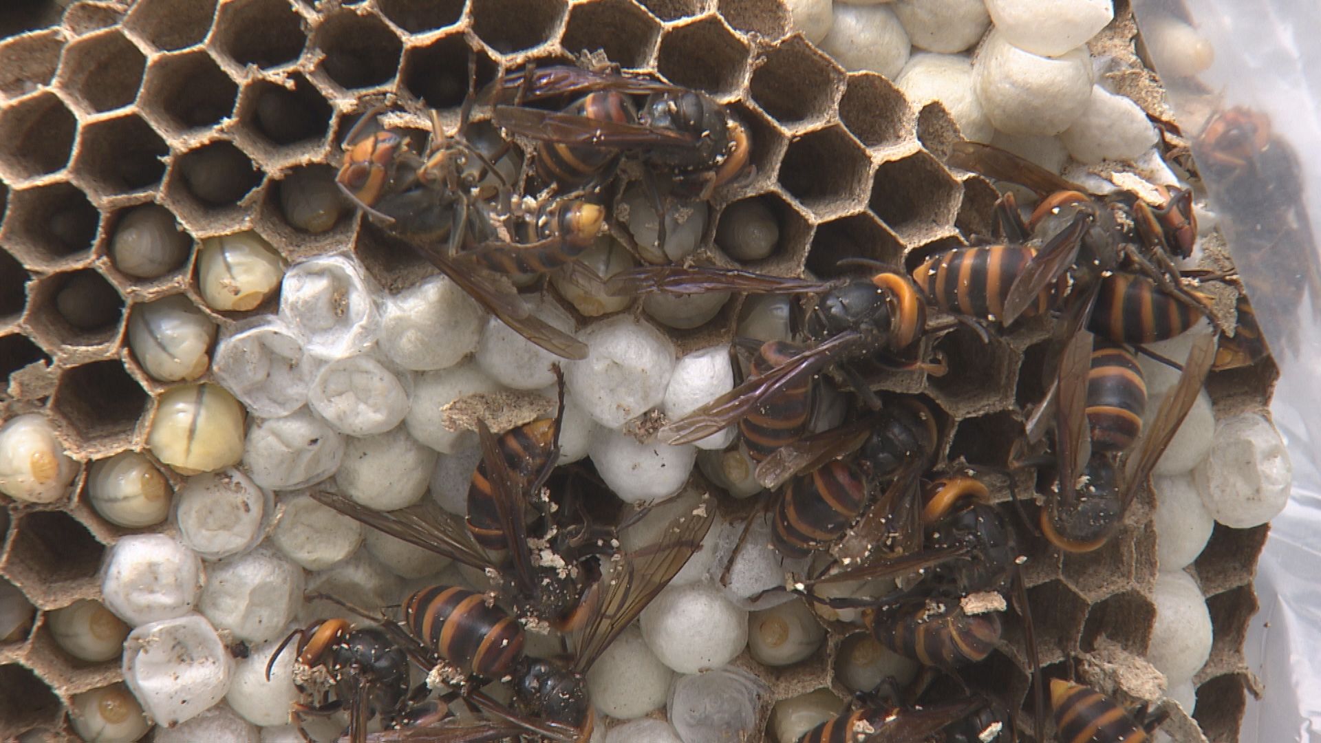 暑さ落ち着き…スズメバチに注意！涼しくなり動き活発に 知らぬ間に巣が