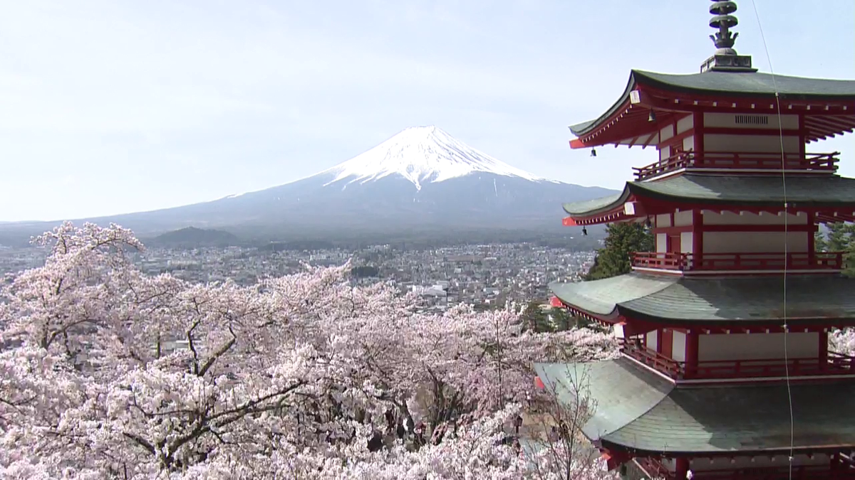 桜＋富士山＋五重塔”の絶景 「桜祭り」の開催見送りが決定 オーバー