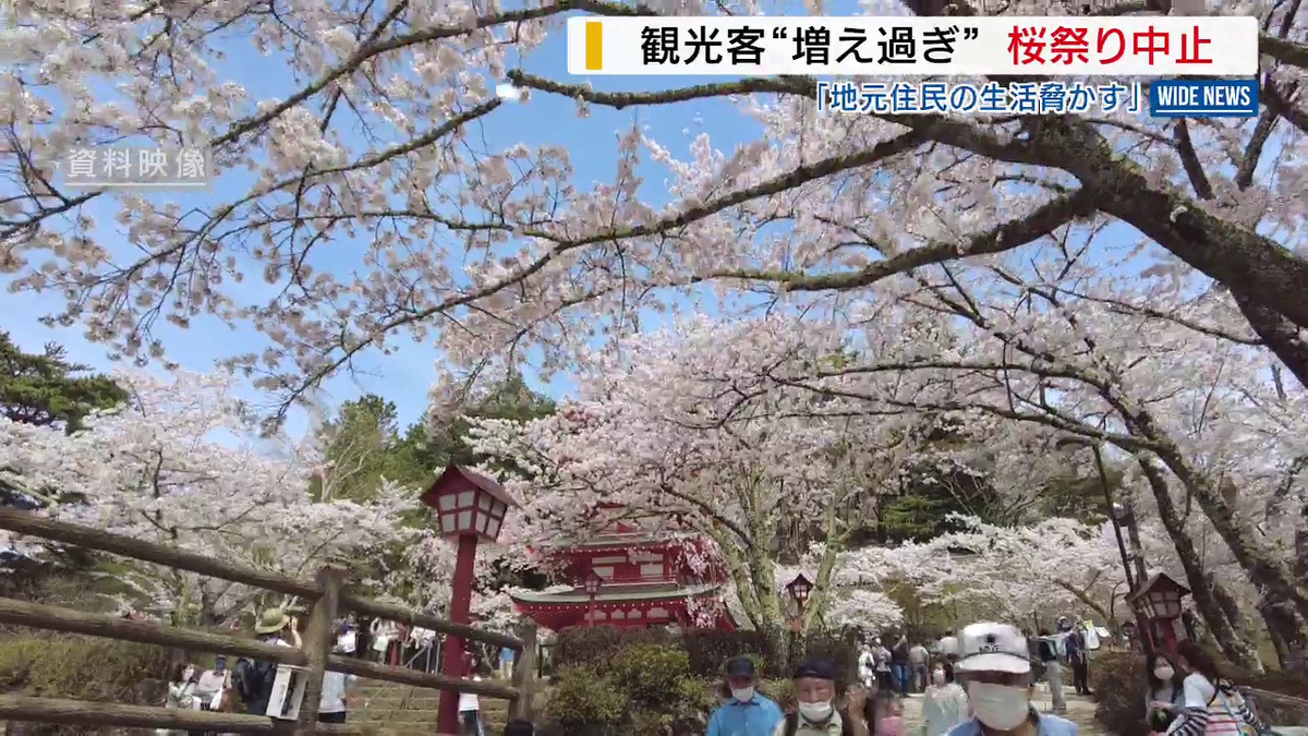 桜＋富士山＋五重塔”の絶景 「桜祭り」の開催見送りが決定 オーバー