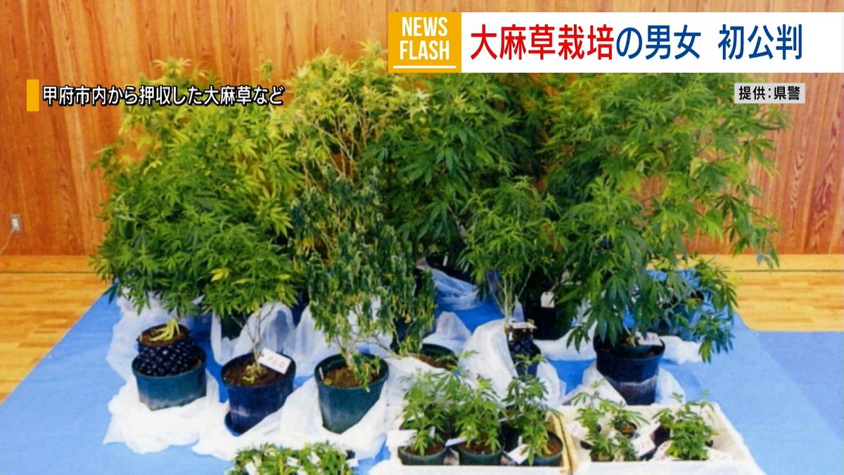 「がん治療に有効と考え」大麻草栽培・所持の罪に問われた男女「タッパに入れ使用」山梨 