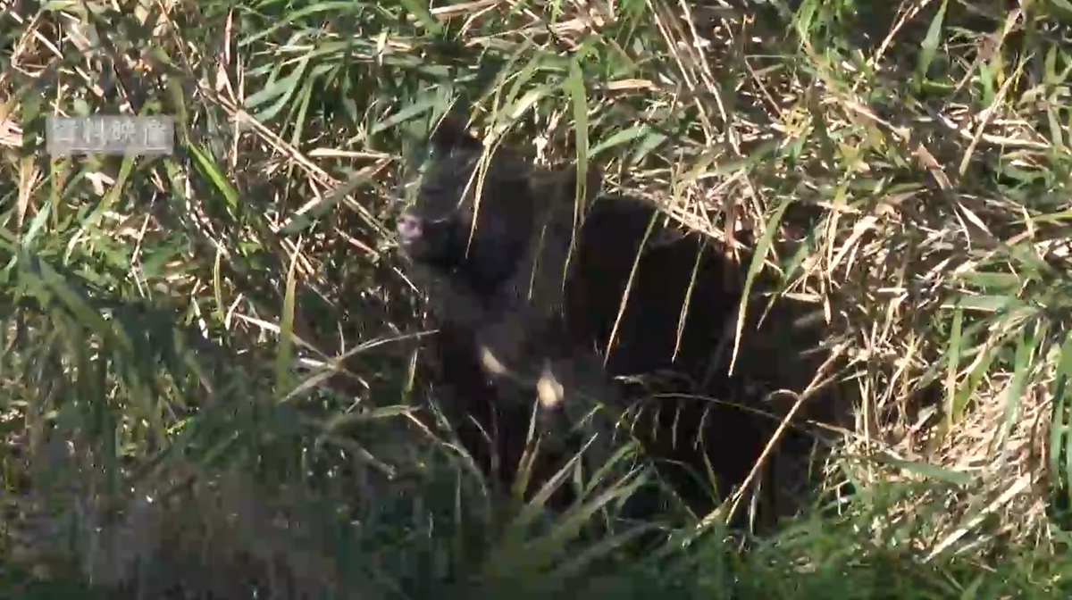 クマの生息頭数 山梨県内に1000頭超 5年で倍増 半数以上が峡東地域周辺