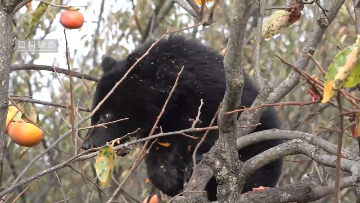 クマの生息頭数 山梨県内に1000頭超 5年で倍増 半数以上が峡東地域周辺
