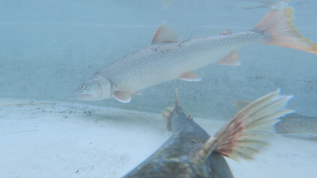 大型外来魚レイクトラウト 本栖湖で175匹捕獲 初確認から1年 山梨県