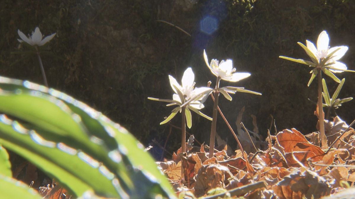 “有泉さん”が遺したセツブンソウ 今年も可憐に 30年余大切に世話 山梨・市川三郷町 