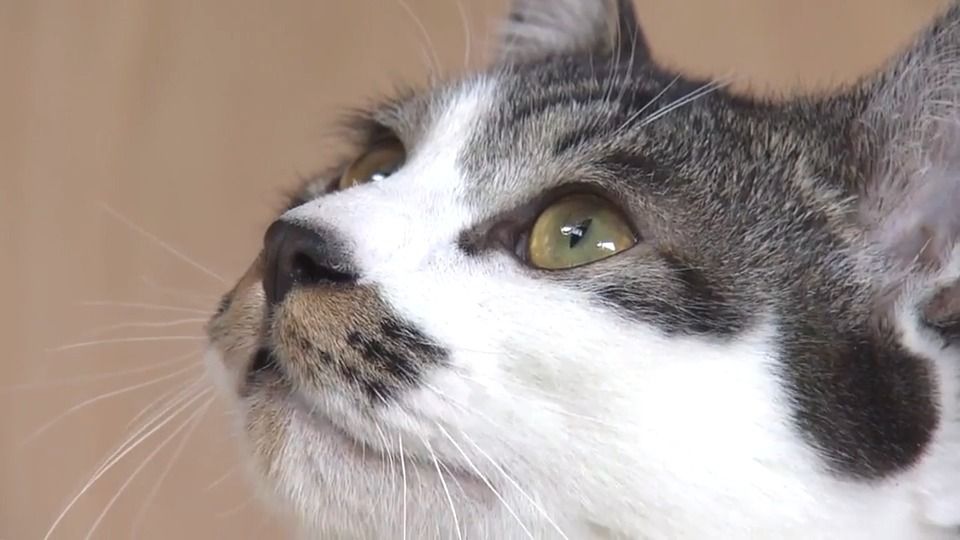 飼い猫の不妊去勢手術 ふるさと納税活用し助成へ「捨て猫ゼロの町目指す」山梨・富士河口湖町