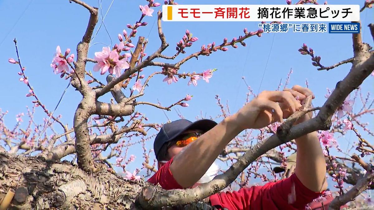 桃の花 気温上昇で一気に開花 摘花作業が急ピッチ 山梨県