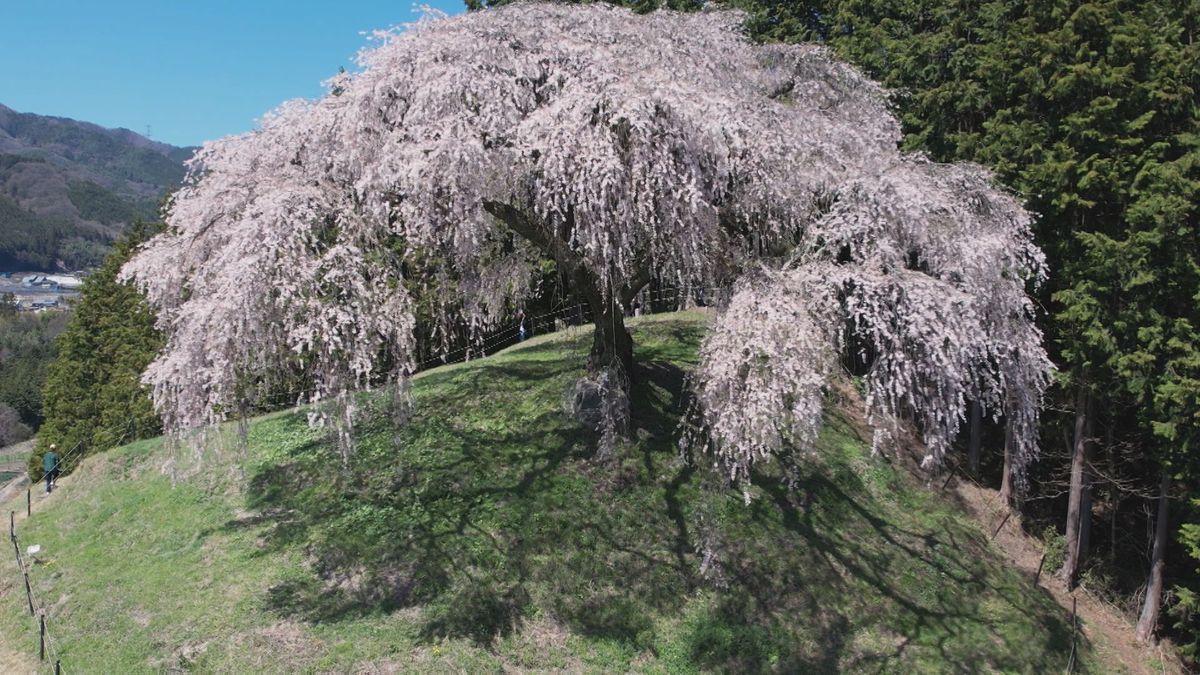 小高い丘に咲く「乙ヶ妻のシダレザクラ」見ごろ 富士山との“共演”も 山梨市