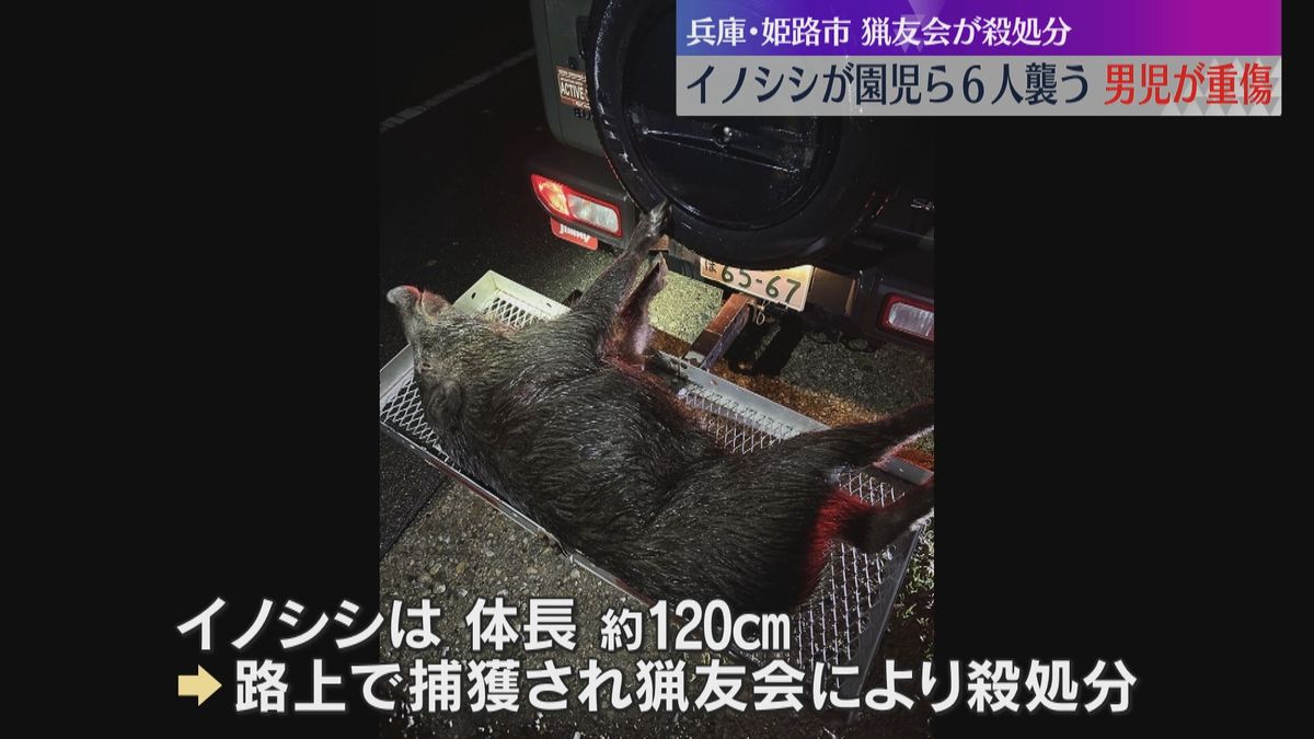 イノシシがこども園の園児らを襲う　男児に突然飛びつき手や足を噛み、6人が重軽傷　兵庫・姫路市