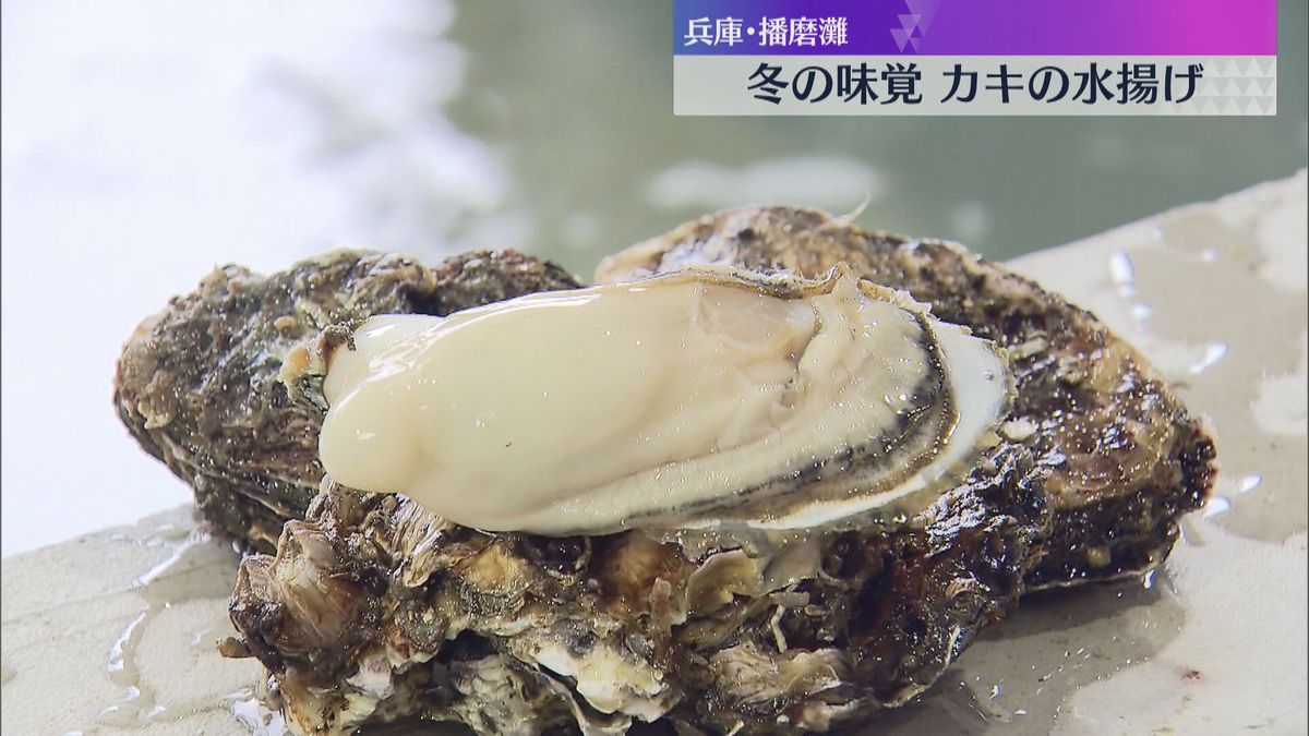 冬の味覚カキの水揚げ作業が始まる　加熱しても縮みにくく大ぶりの身が特徴　兵庫・相生市　播磨灘沿岸